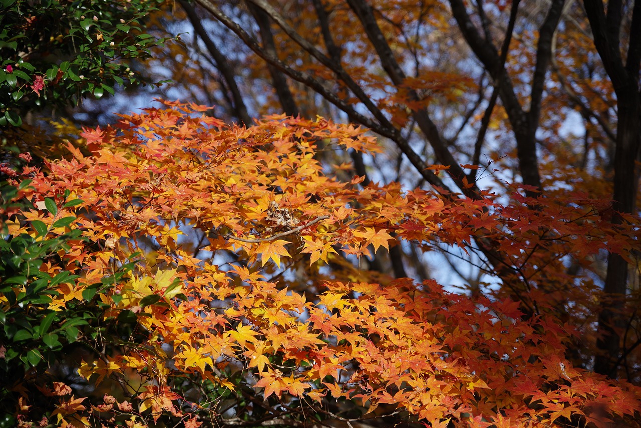 群馬県太田市の太田市運動公園の紅葉