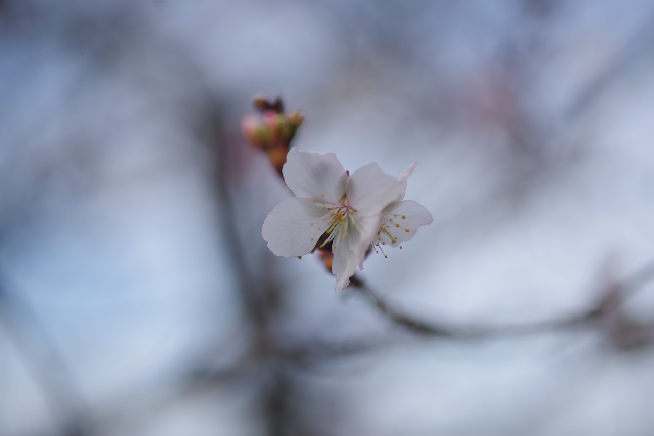 群馬県太田市の太田市運動公園の紅葉