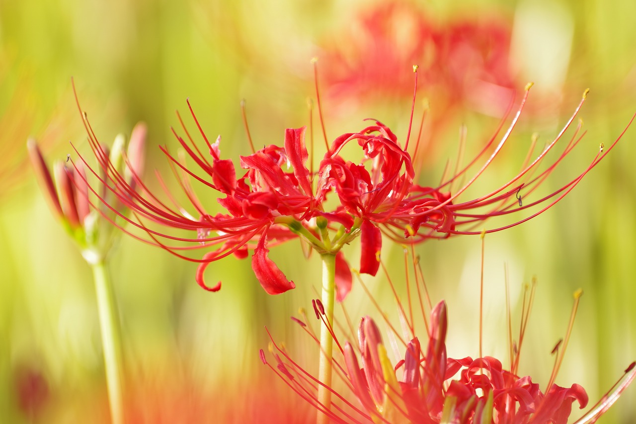 埼玉県日高市の巾着田の曼珠沙華まつり