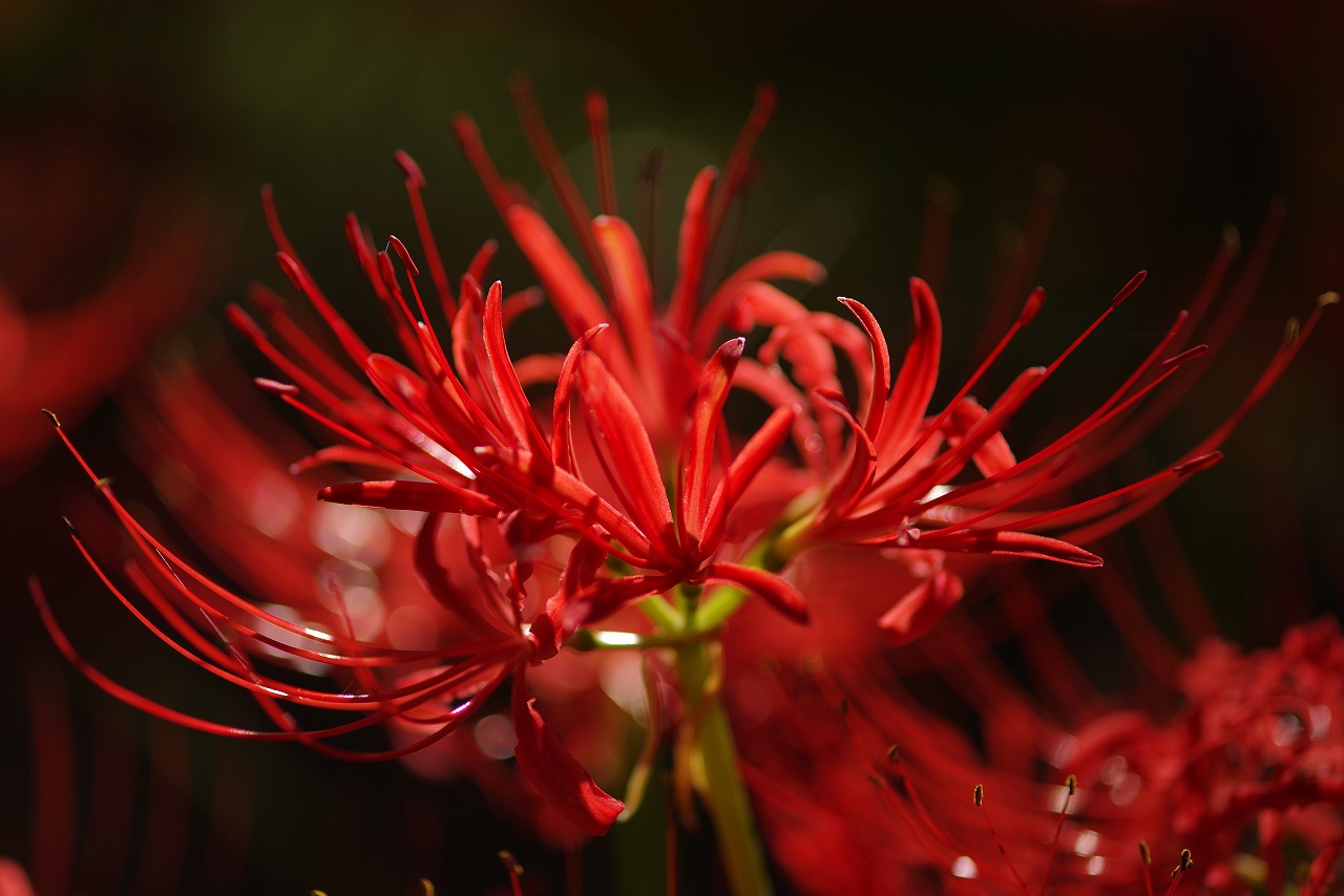 神奈川県横浜市のみなとみらい