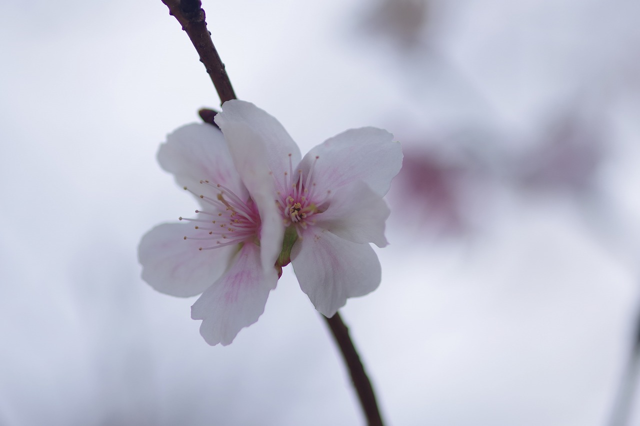 群馬県太田市の太田市運動公園の紅葉
