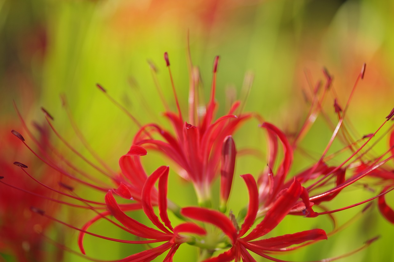 新潟県の津南町の津南ひまわり広場