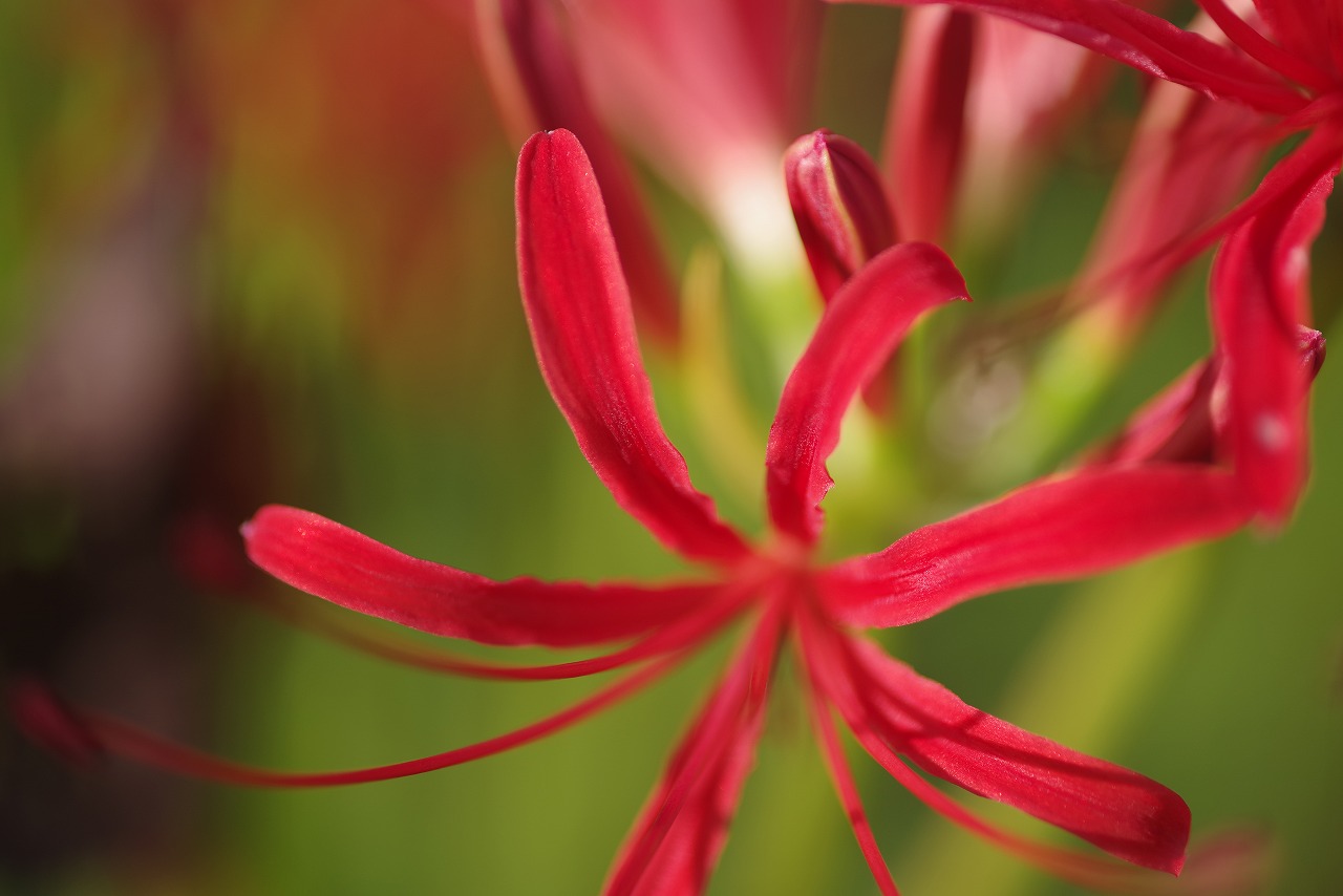 新潟県の津南町の津南ひまわり広場