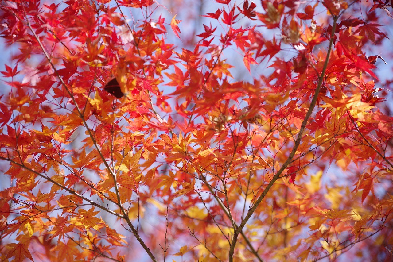 群馬県太田市の太田市運動公園の紅葉