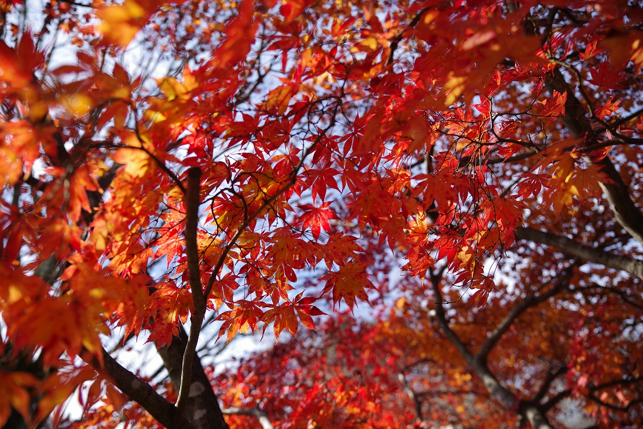 群馬県太田市の太田市運動公園の紅葉