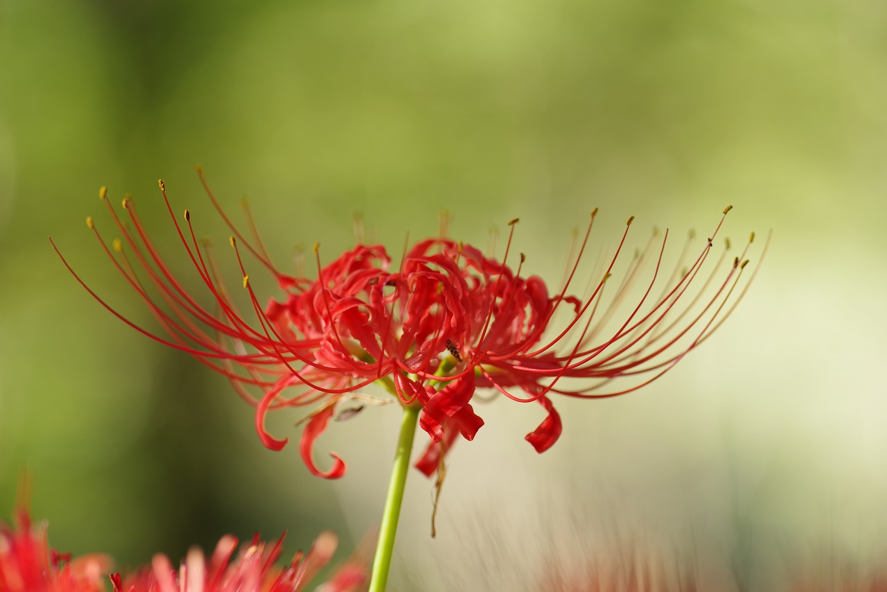 埼玉県日高市の巾着田の曼珠沙華まつり