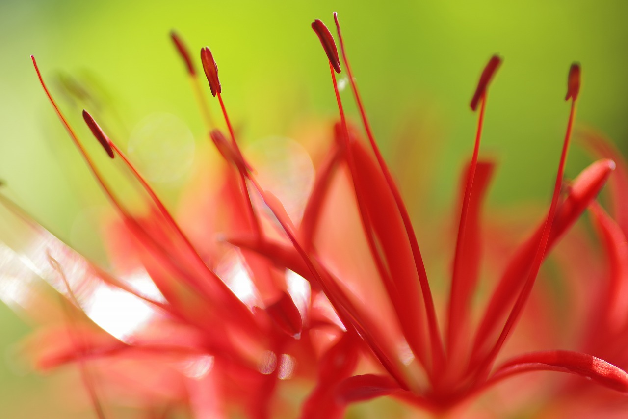 埼玉県日高市の巾着田の曼珠沙華まつり