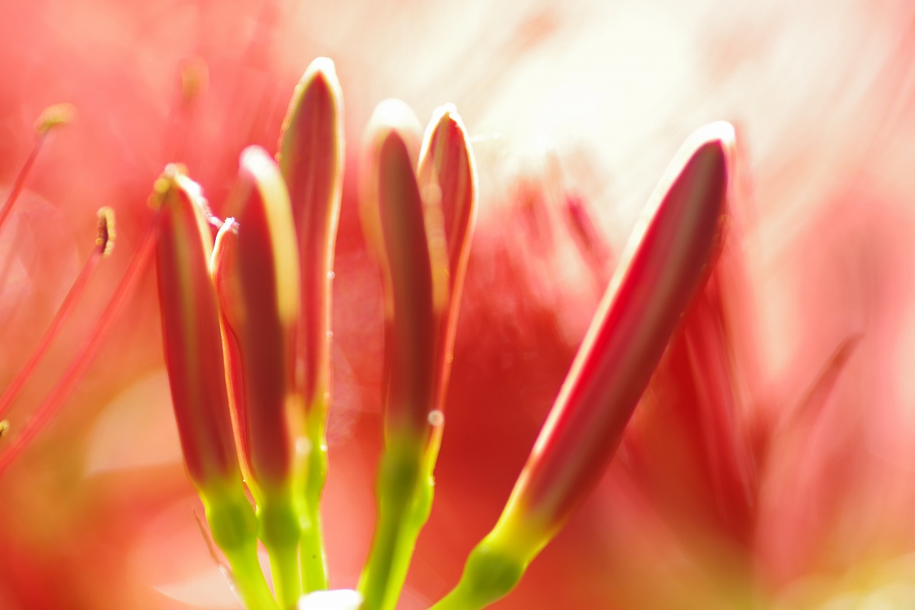 埼玉県日高市の巾着田の曼珠沙華まつり