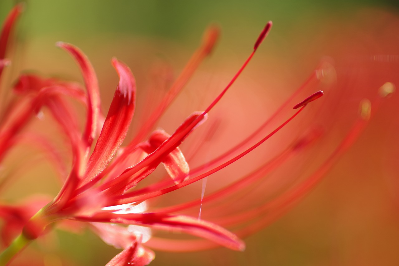 埼玉県日高市の巾着田の曼珠沙華まつり