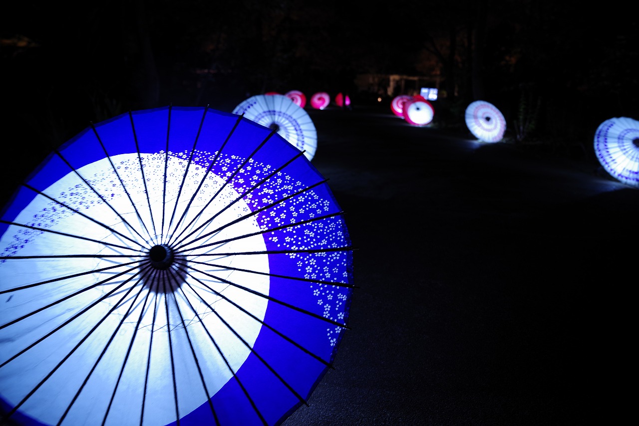 東京都の国営昭和記念公園の日本庭園の紅葉のライトアップ