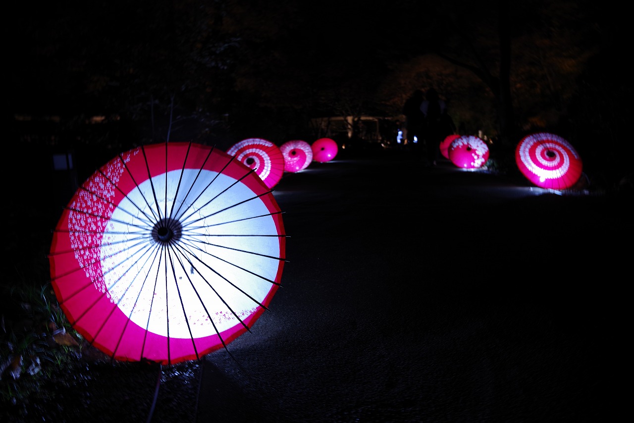 東京都の国営昭和記念公園の日本庭園の紅葉のライトアップ