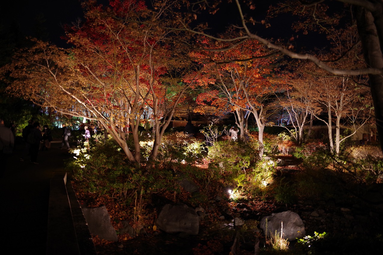 東京都の国営昭和記念公園の日本庭園の紅葉のライトアップ