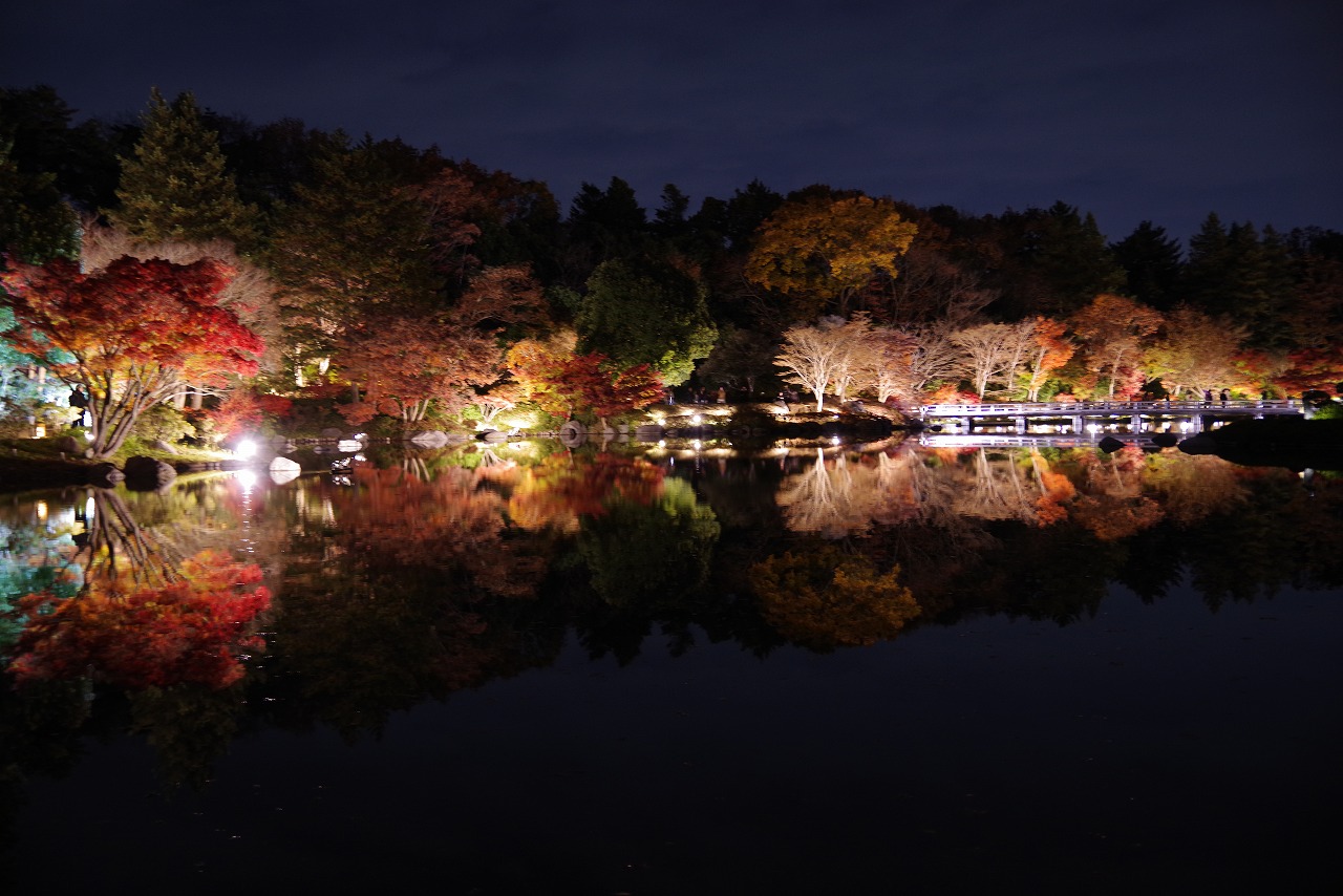 東京都の国営昭和記念公園の日本庭園の紅葉のライトアップ