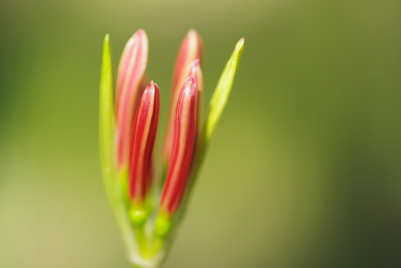 埼玉県日高市の巾着田の曼珠沙華まつり