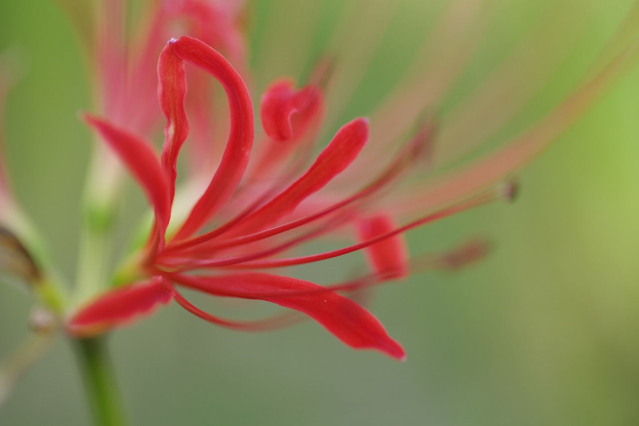 埼玉県日高市の巾着田の曼珠沙華まつり