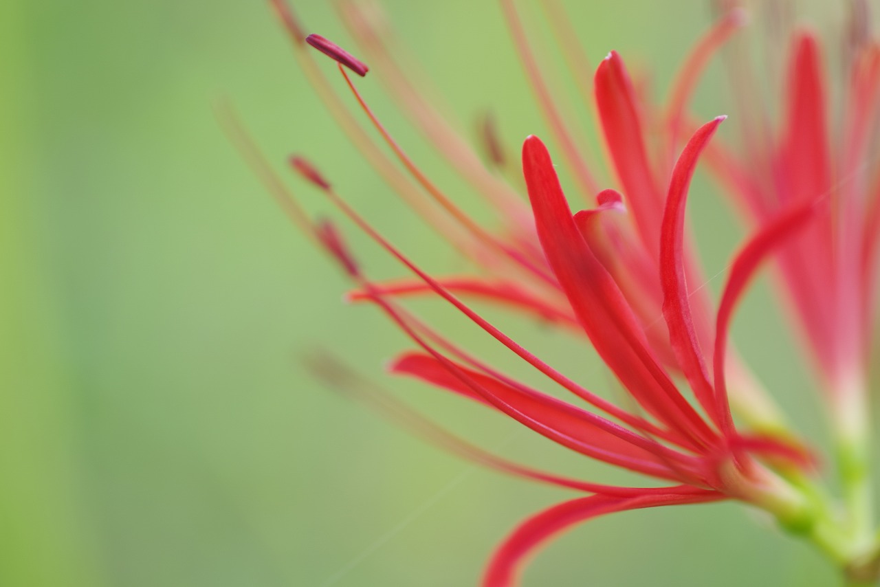埼玉県日高市の巾着田の曼珠沙華まつり