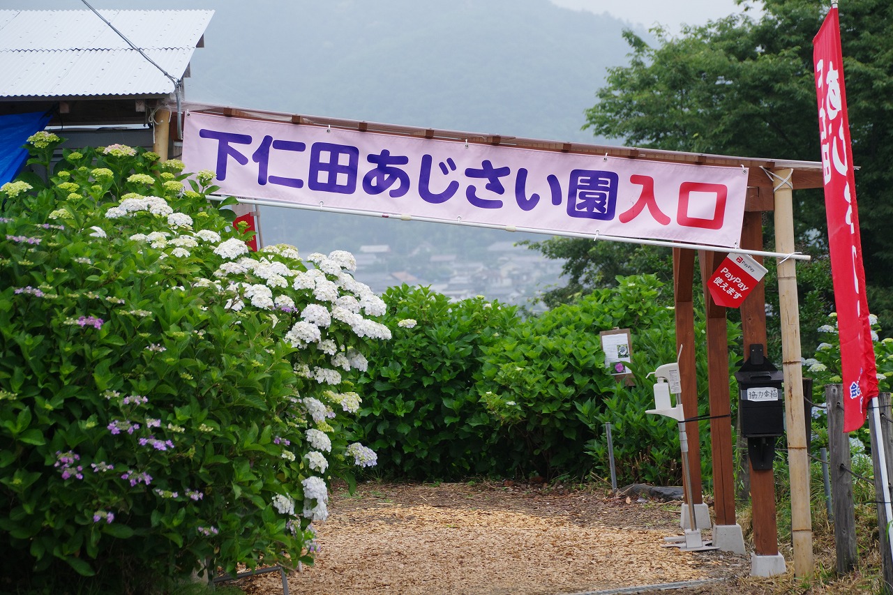 群馬県の下仁田町のあじさい園