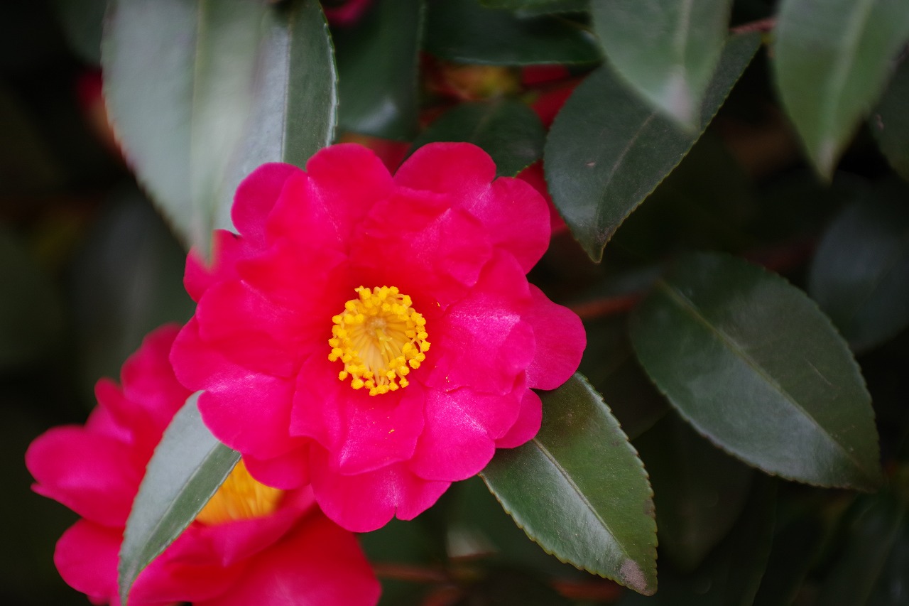 群馬県太田市の太田市運動公園