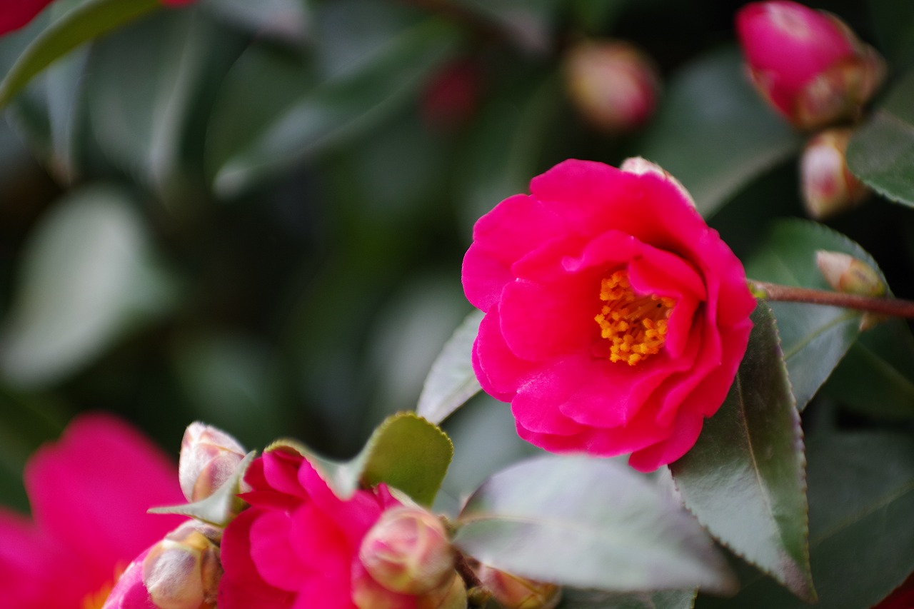 群馬県太田市の太田市運動公園
