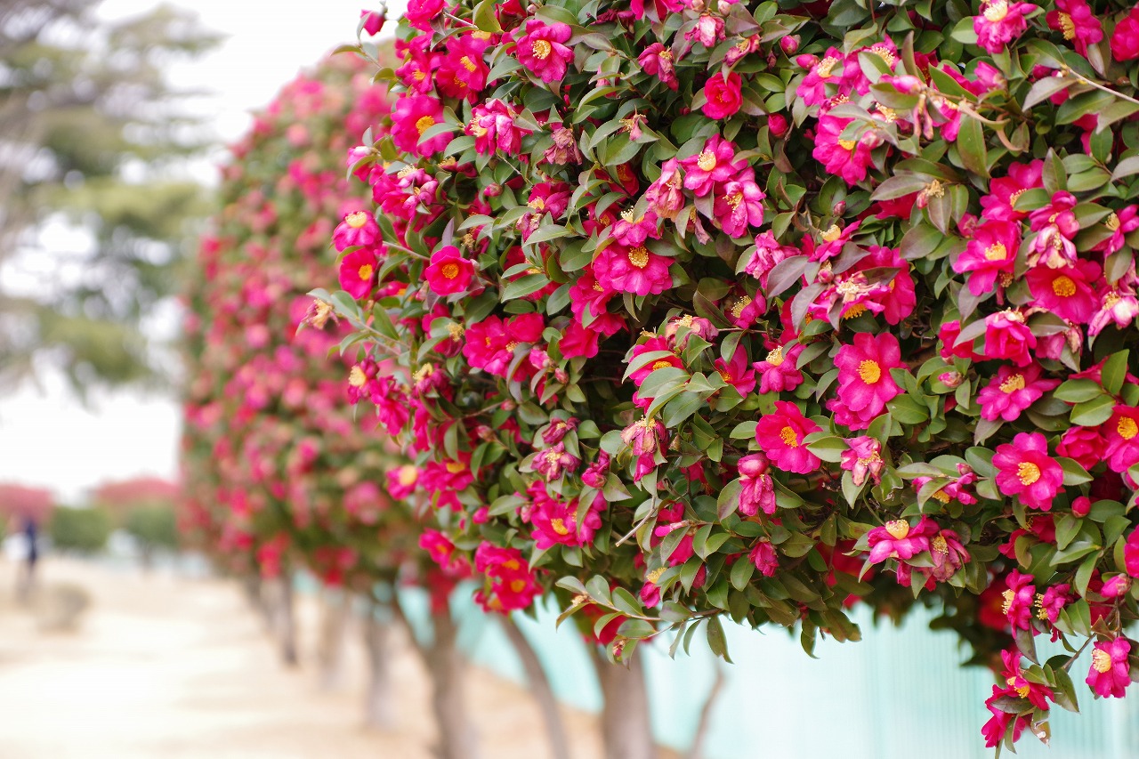 群馬県太田市の太田市運動公園