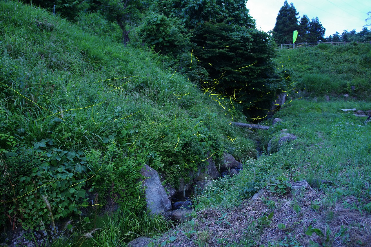 群馬県のみなかみ町の月夜野ホタルの里