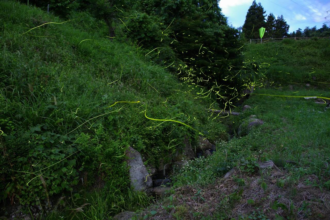 群馬県のみなかみ町の月夜野ホタルの里