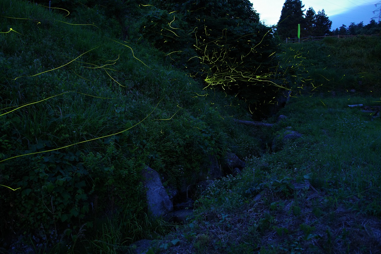 群馬県のみなかみ町の月夜野ホタルの里