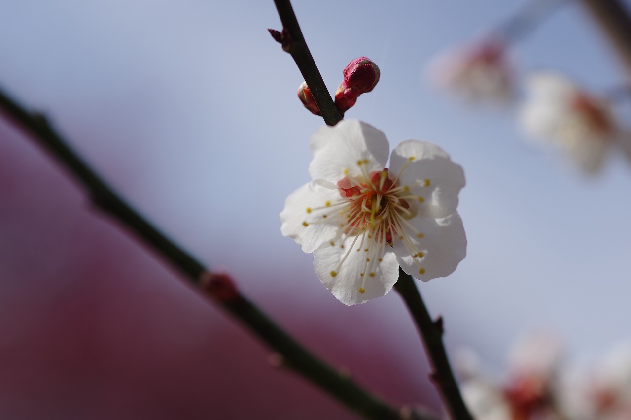 群馬県安中市の秋間梅林