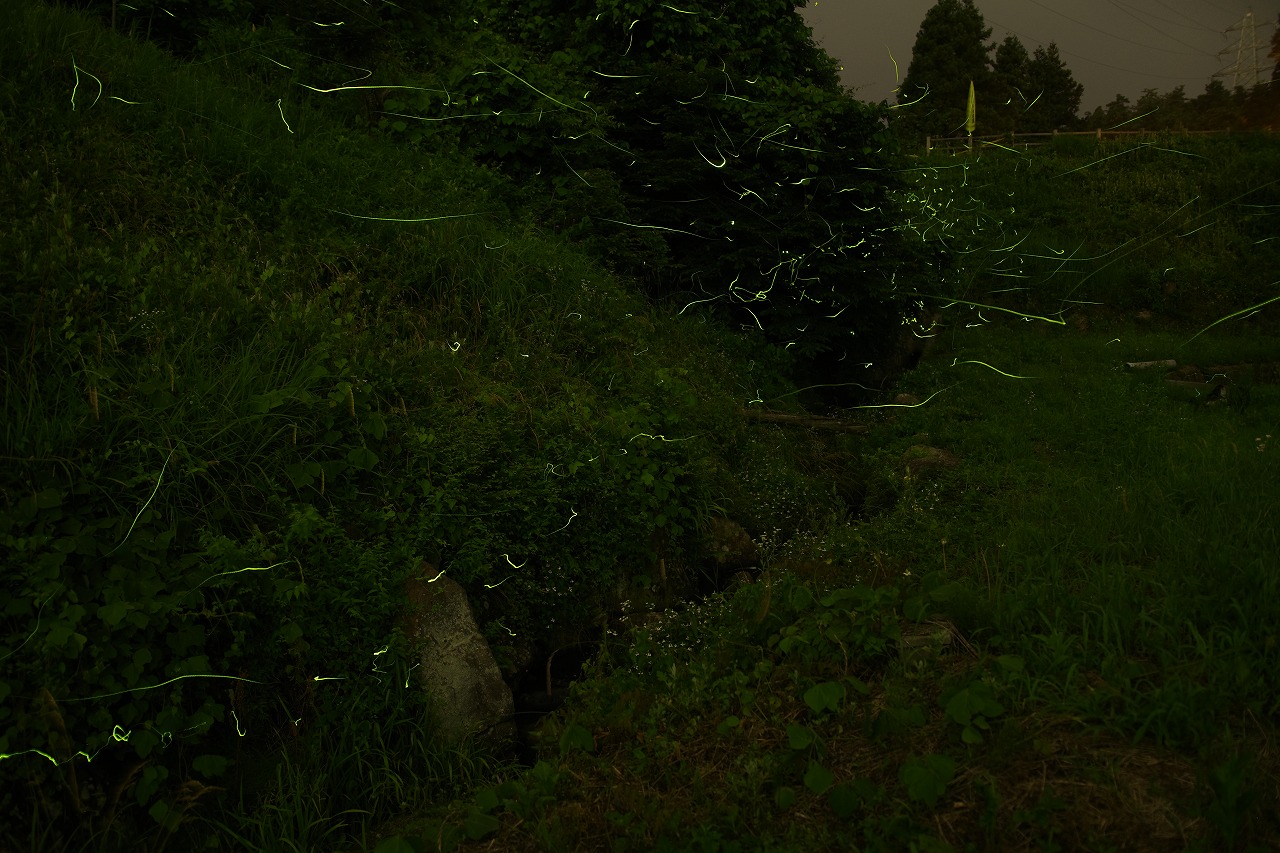 月夜野ホタルの里