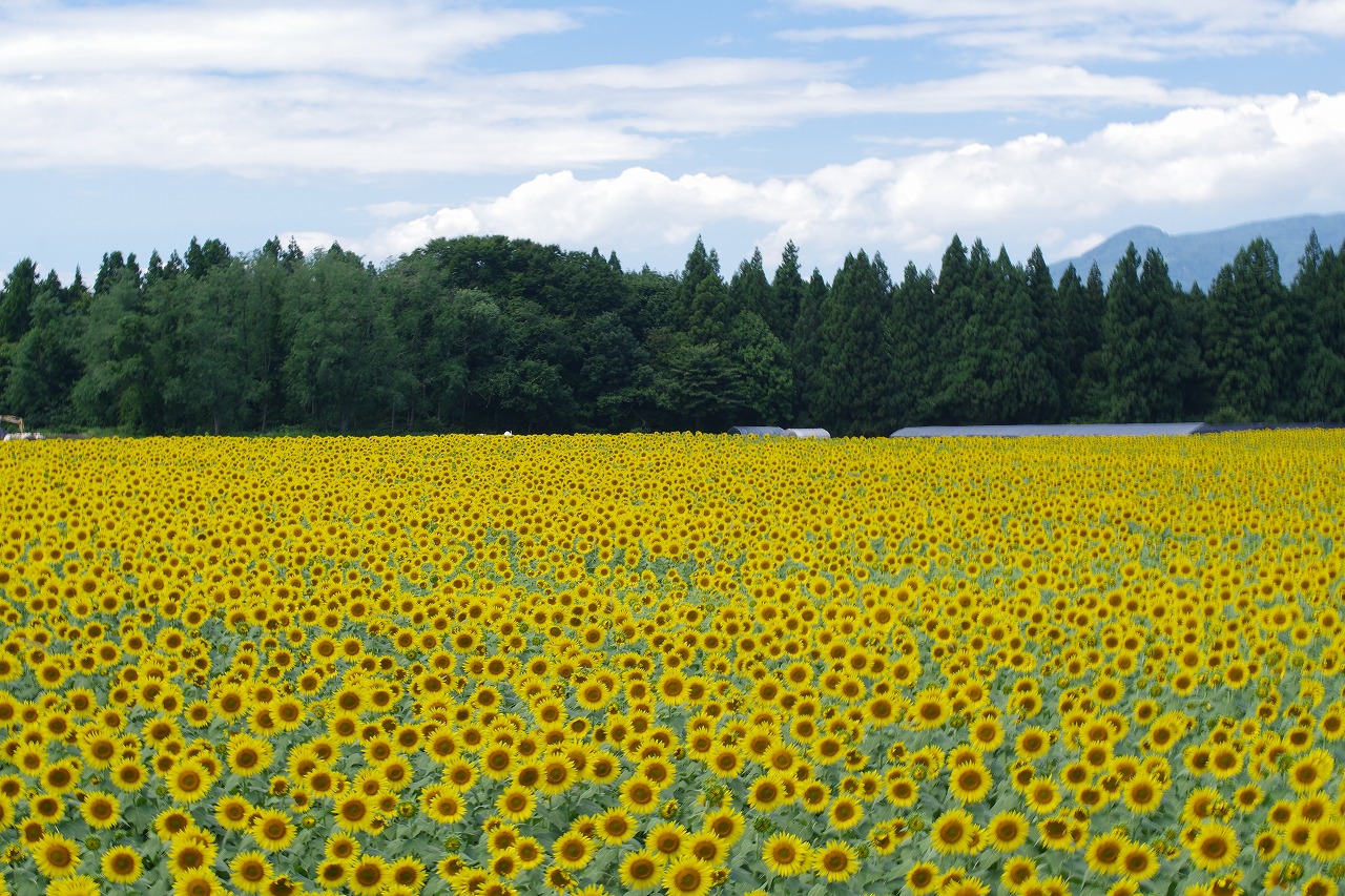 新潟県の津南町の津南ひまわり広場
