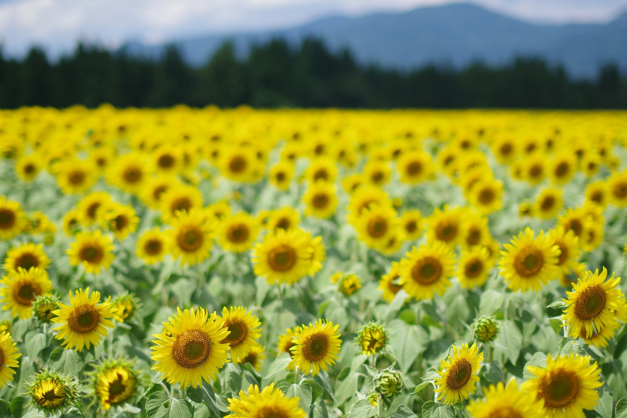 新潟県の津南町の津南ひまわり広場