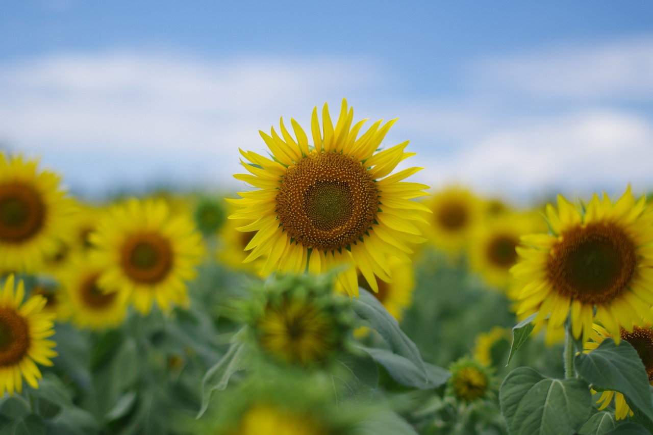 新潟県の津南町の津南ひまわり広場