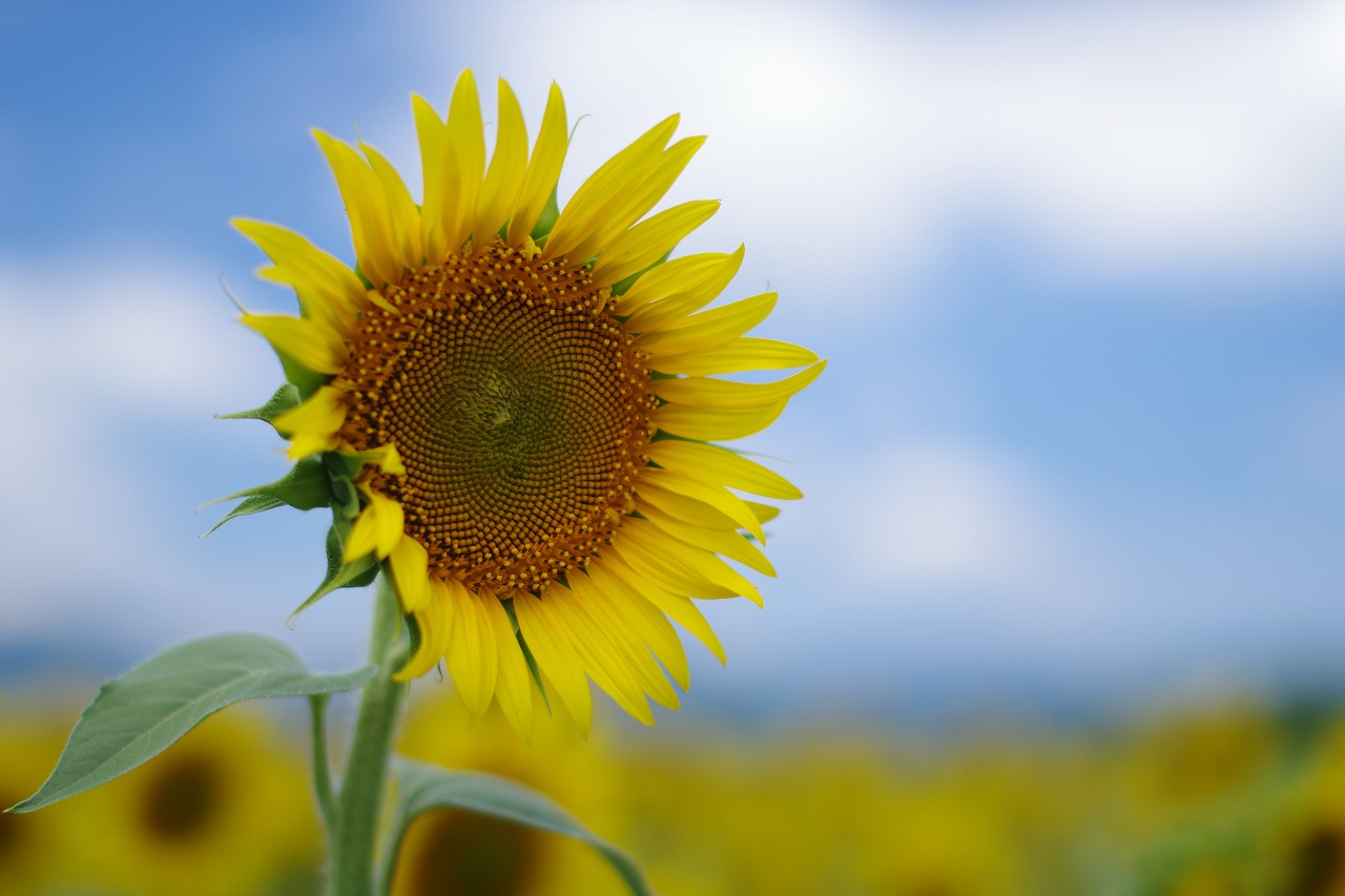 新潟県の津南町の津南ひまわり広場