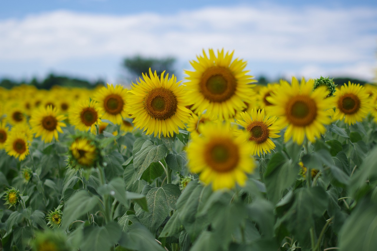 新潟県の津南町の津南ひまわり広場