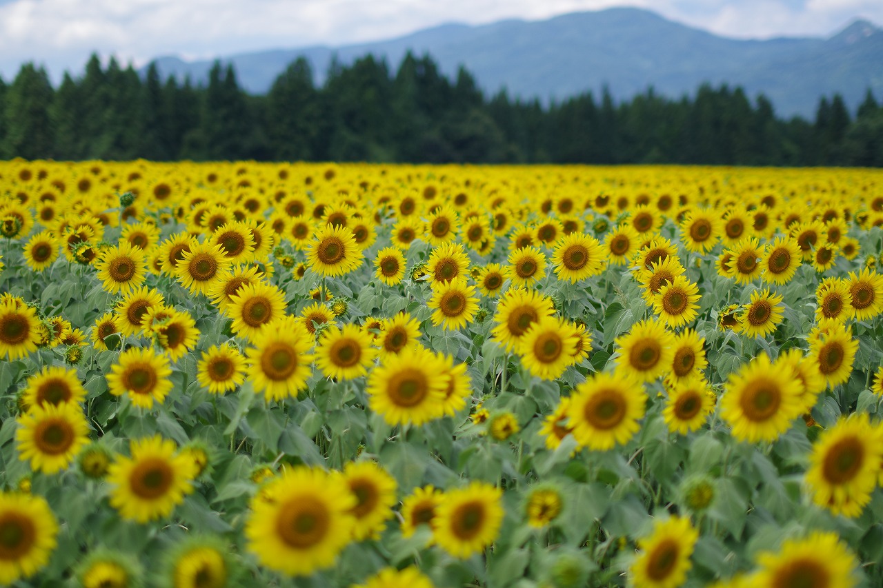 新潟県の津南町の津南ひまわり広場