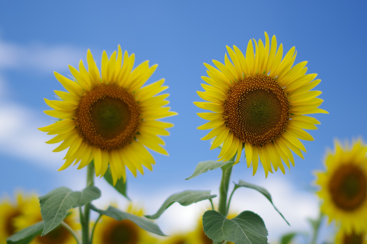 新潟県の津南町の津南ひまわり広場