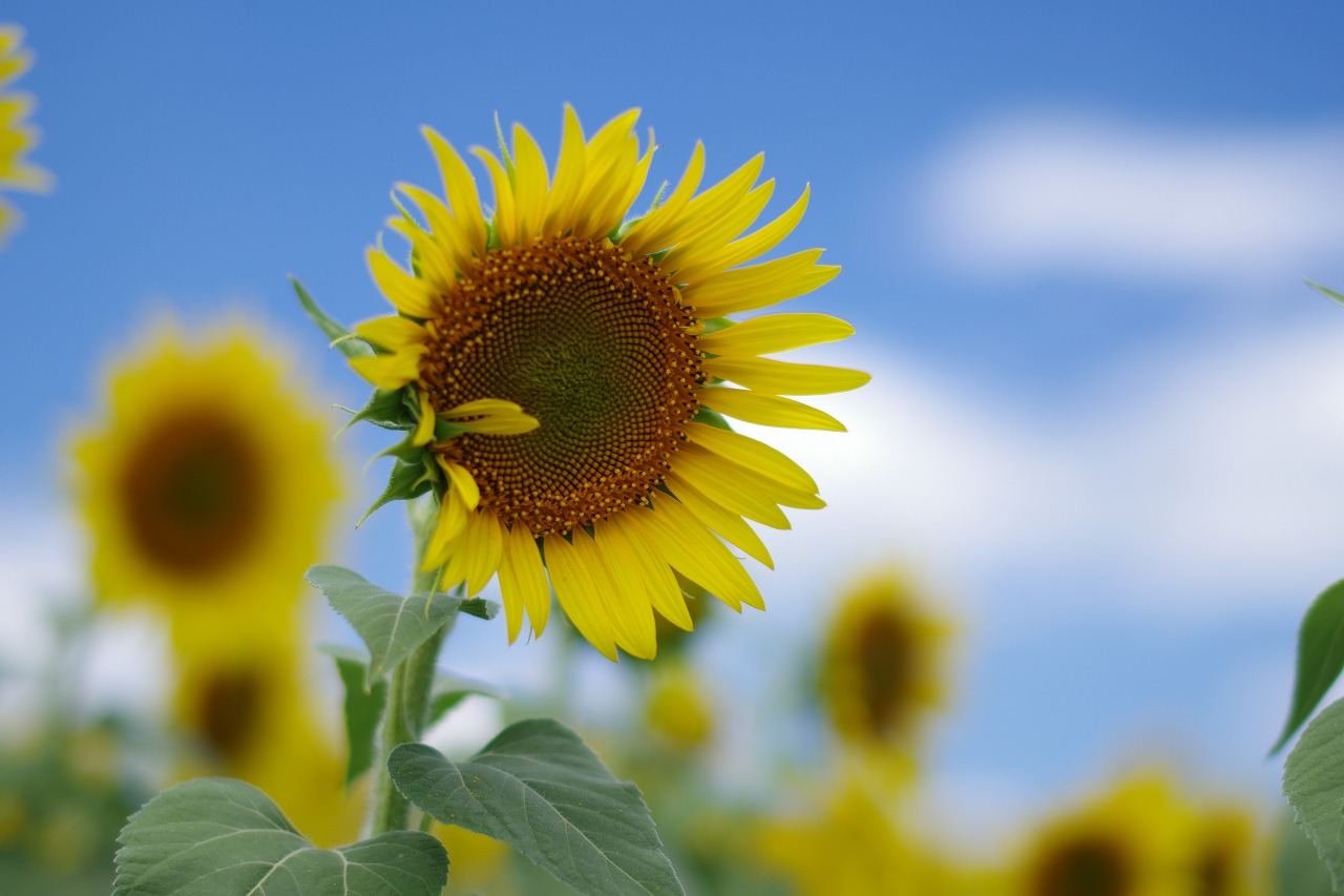 新潟県の津南町の津南ひまわり広場