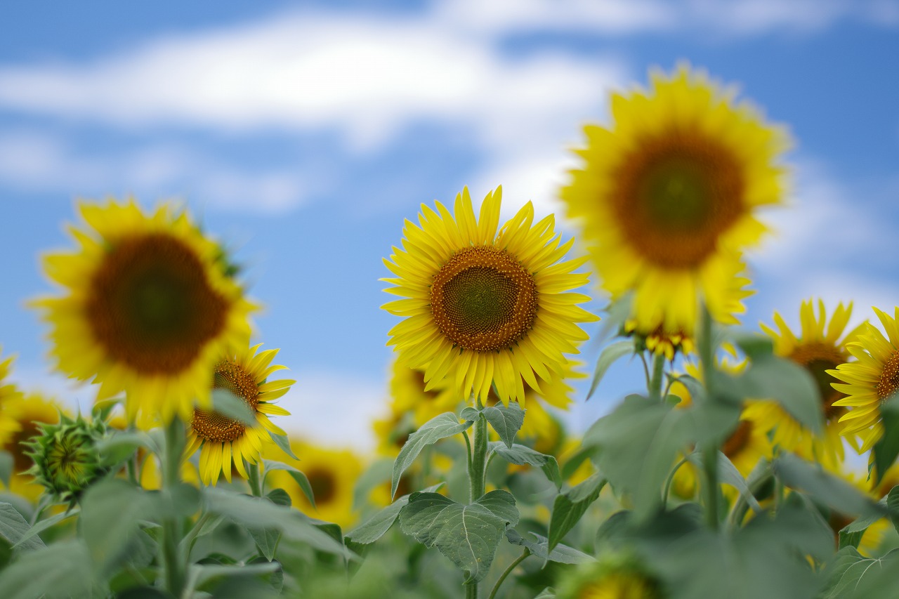 新潟県の津南町の津南ひまわり広場
