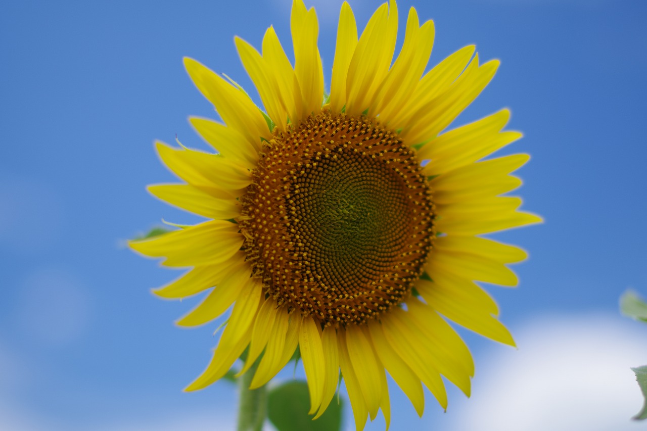 新潟県の津南町の津南ひまわり広場