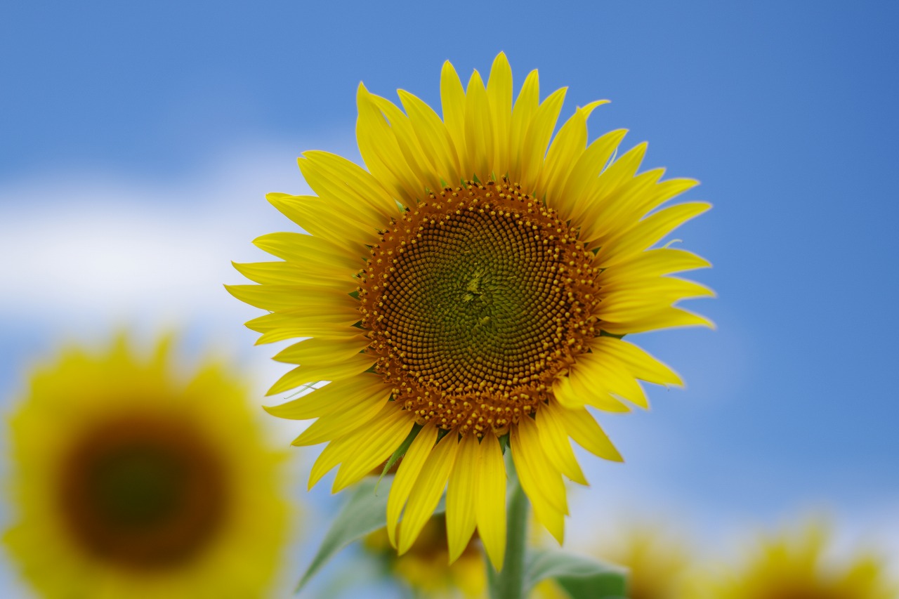 新潟県の津南町の津南ひまわり広場