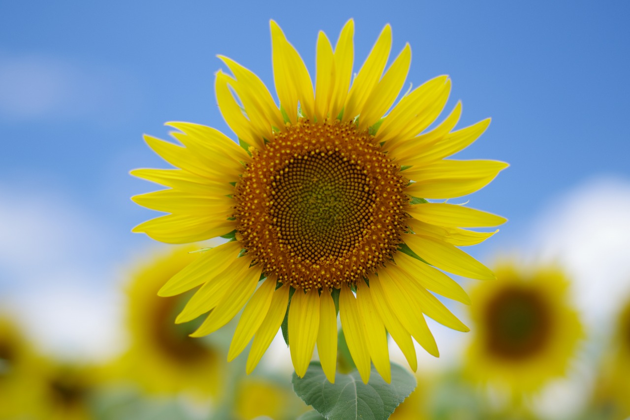 新潟県の津南町の津南ひまわり広場