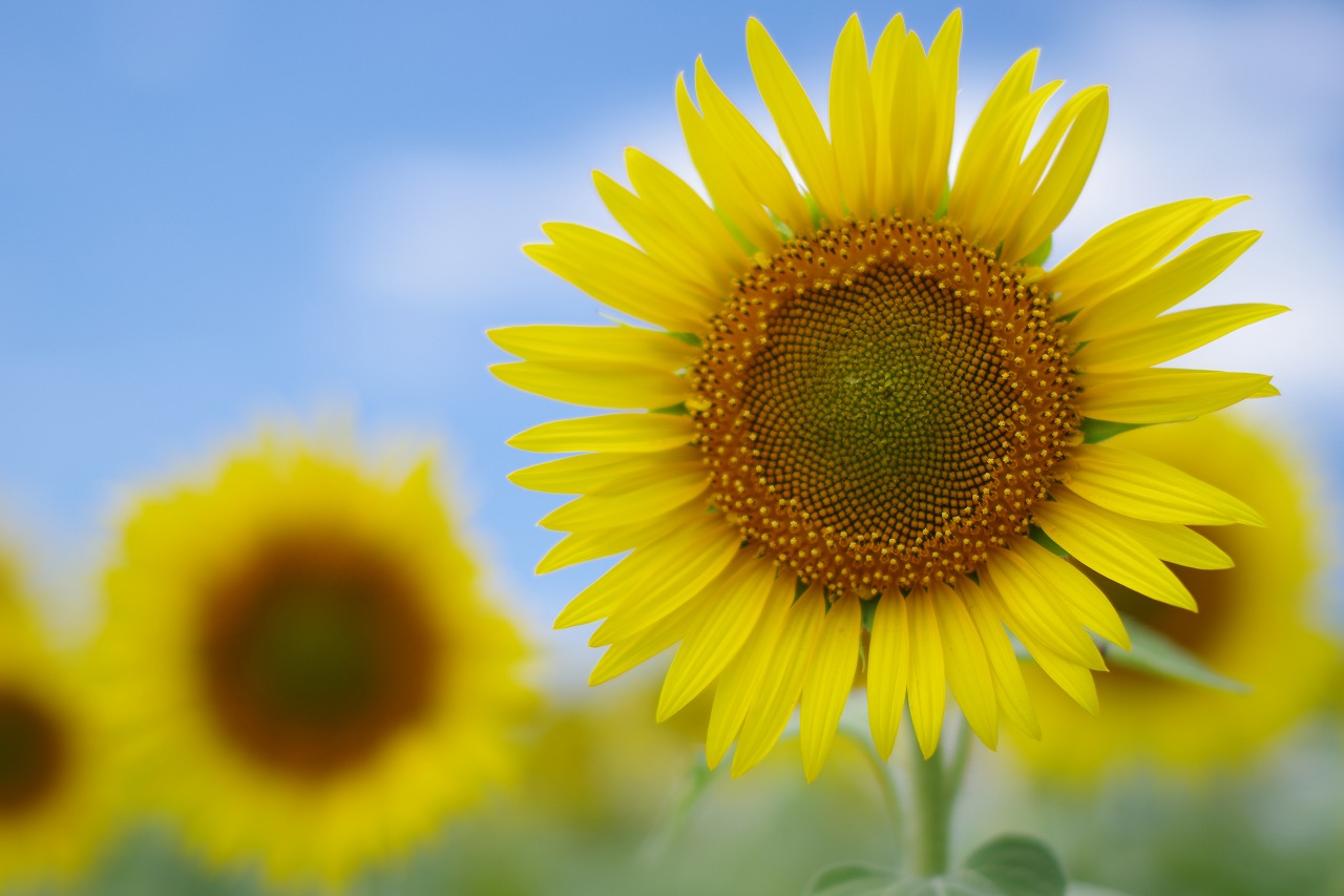 新潟県の津南町の津南ひまわり広場