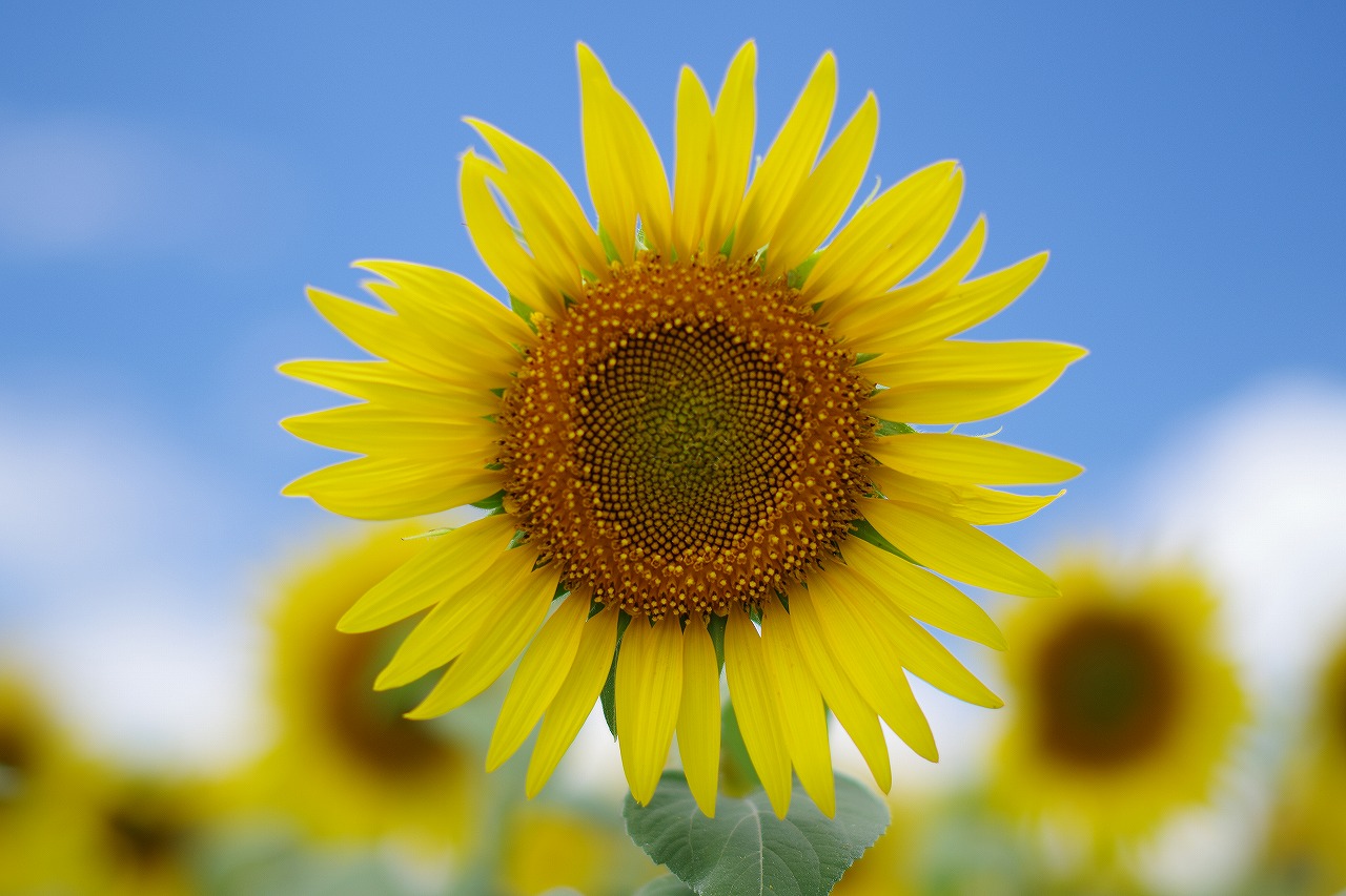 新潟県の津南町の津南ひまわり広場