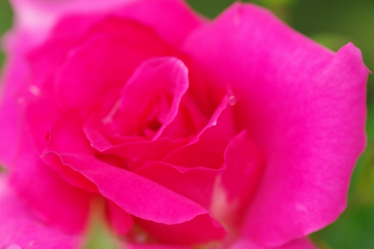 栃木県足利市のあしかがフラワーパークの花々