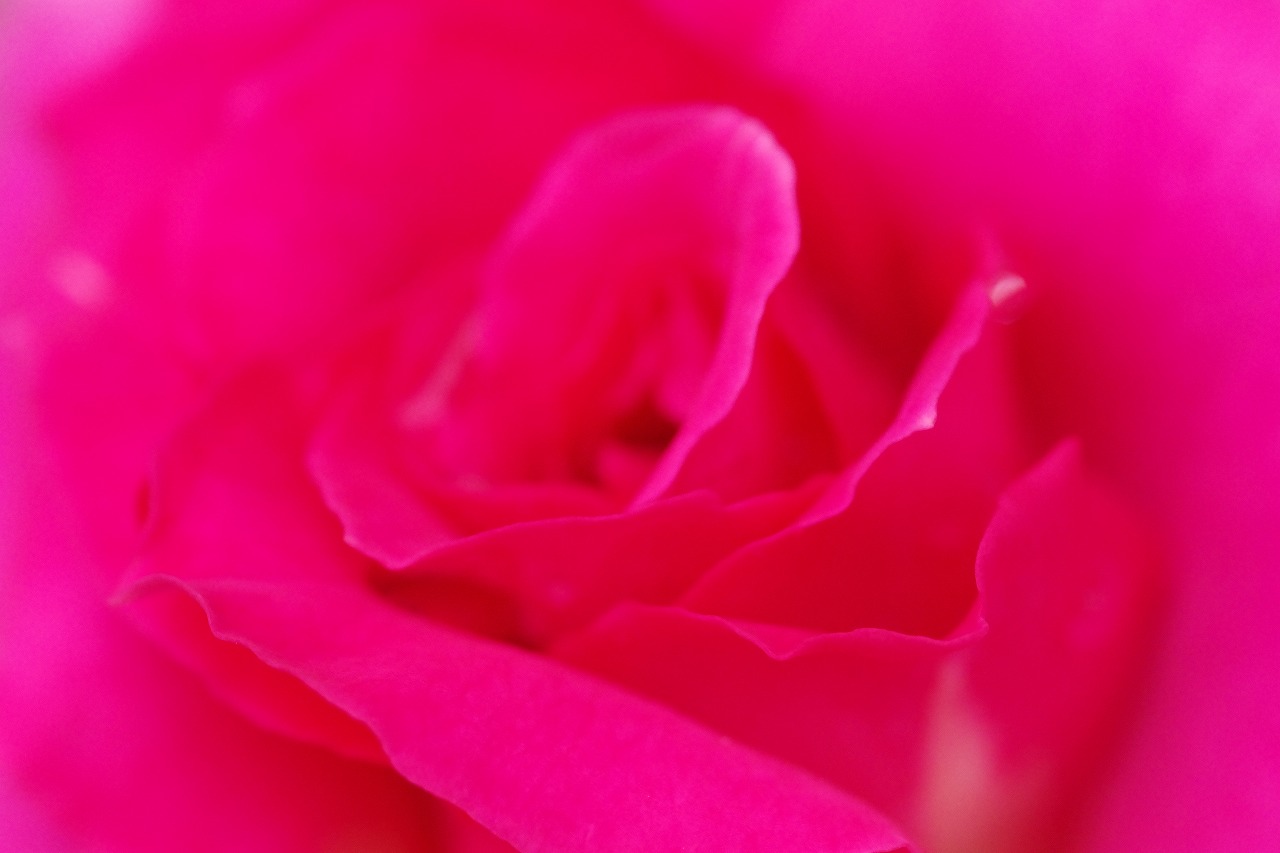 栃木県足利市のあしかがフラワーパークの花々