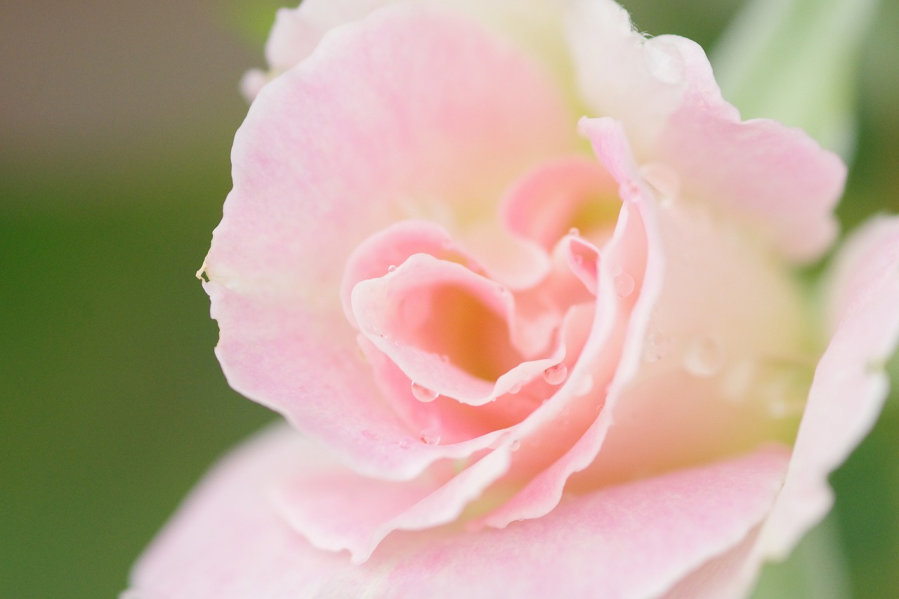 栃木県足利市のあしかがフラワーパークの花々