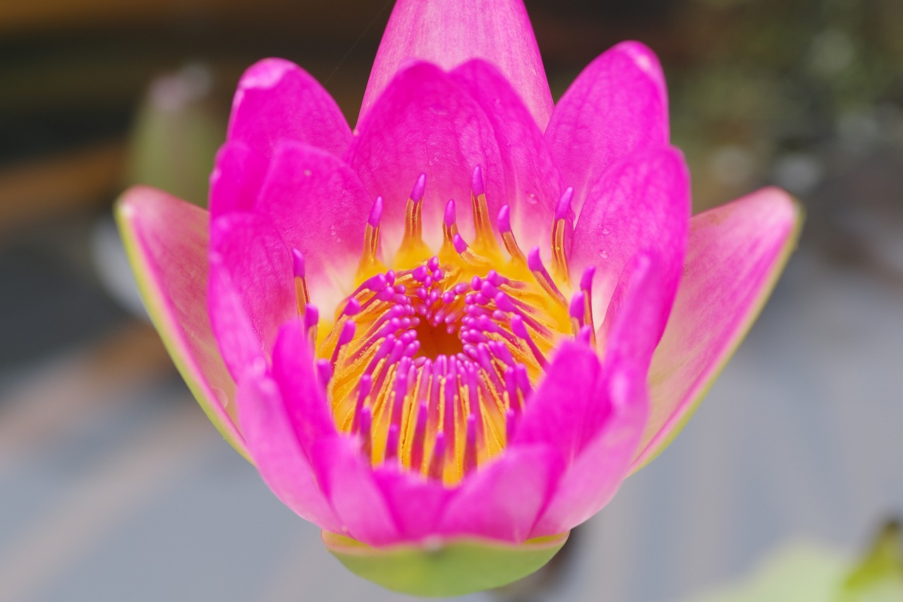 栃木県足利市のあしかがフラワーパークの花々
