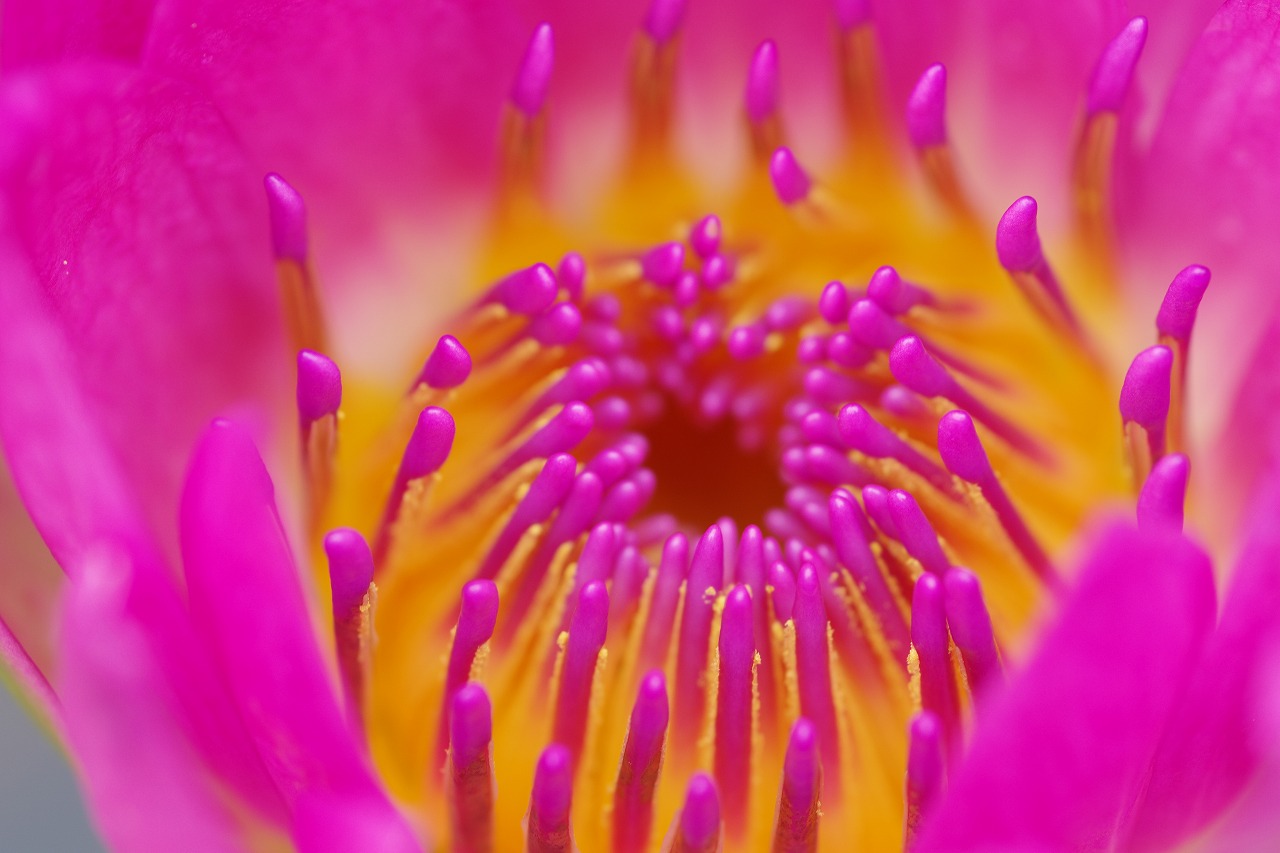 栃木県足利市のあしかがフラワーパークの花々