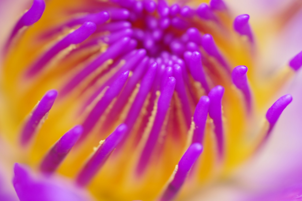栃木県足利市のあしかがフラワーパークの花々
