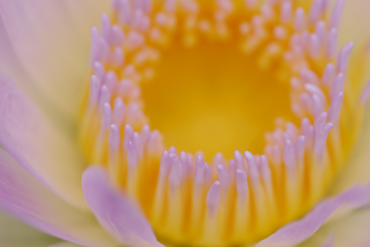 栃木県足利市のあしかがフラワーパークの花々